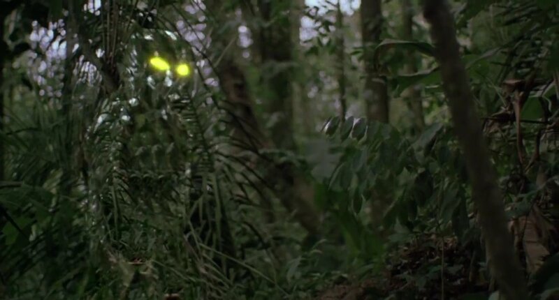 Glowing Eyes in Forest