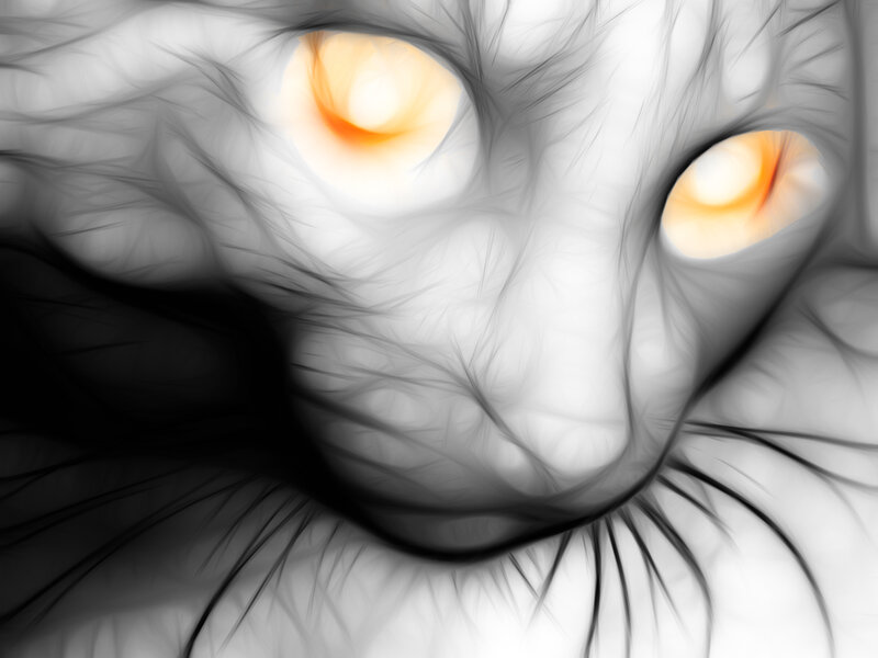 glowing eyes of a cat