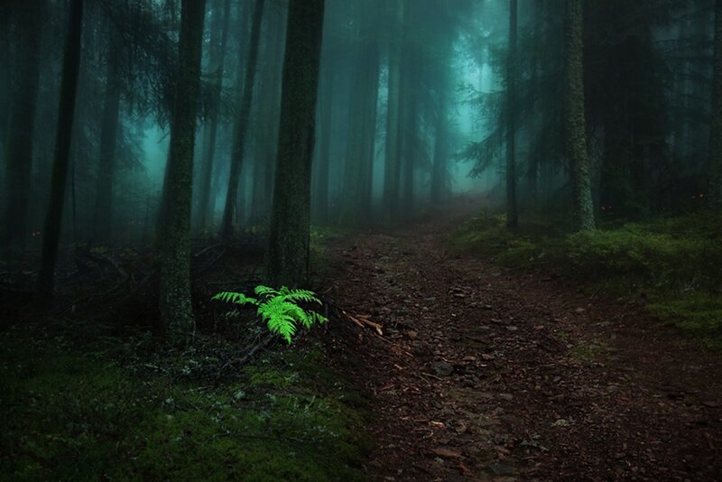 Glowing Fern in Forest — Green
