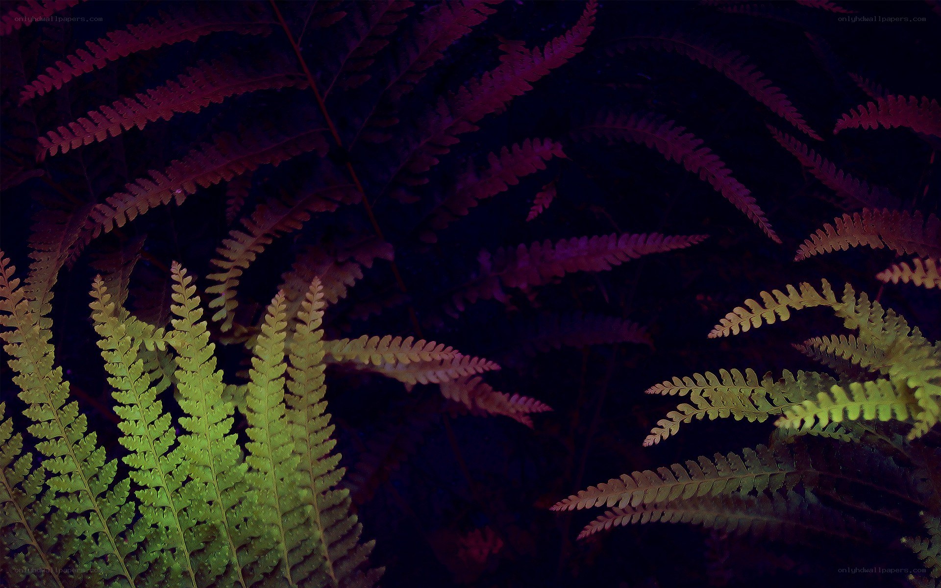 glowing ferns in dark forest