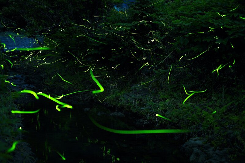 Glowing Fireflies at Night — Green