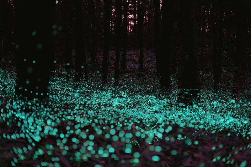 Glowing Fireflies in Forest — Green, Mysterious