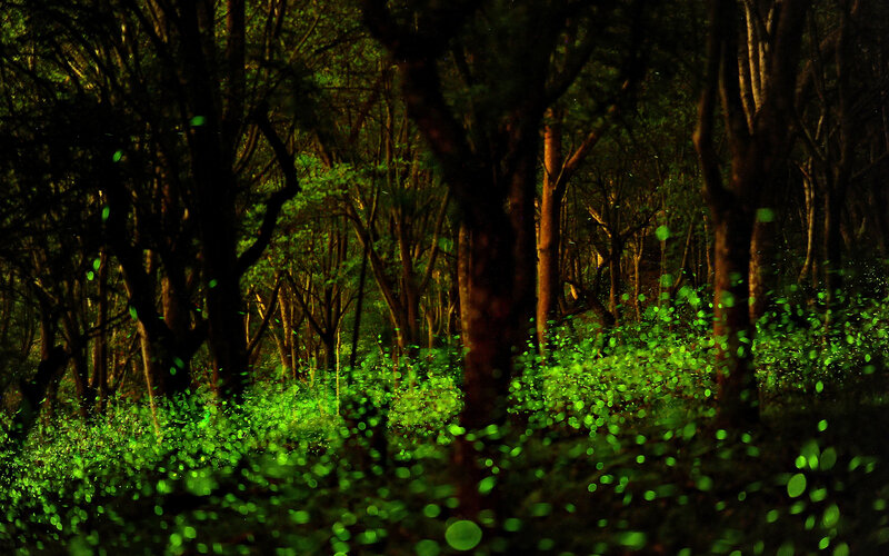 Glowing Fireflies in Forest