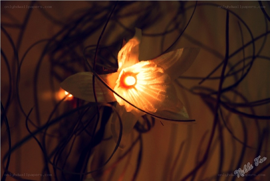 glowing flower in dark branches