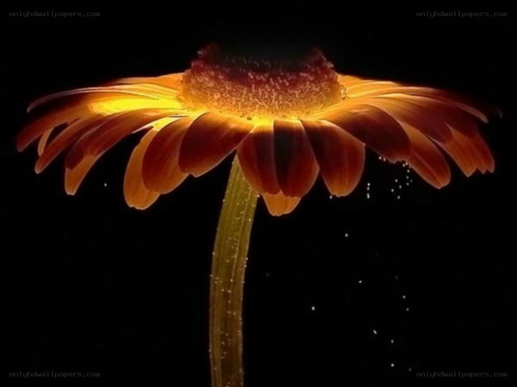 glowing flower in darkness