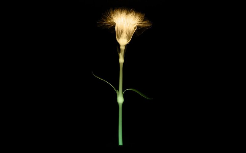 glowing flower on black