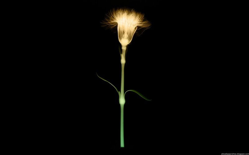 Glowing Flower on Black — Dramatic