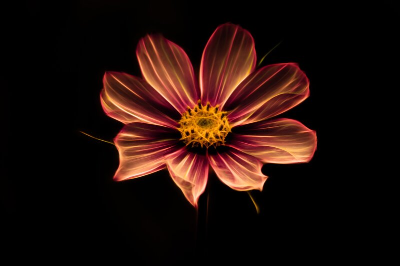 Glowing Flower on Black — Red