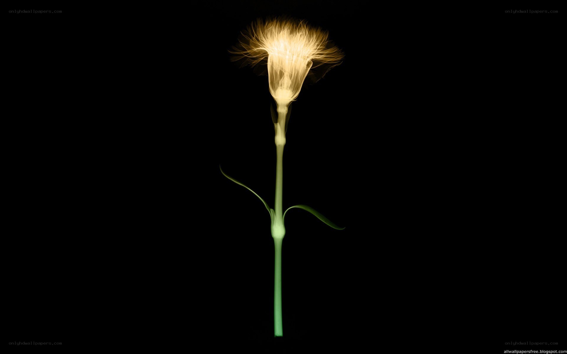 glowing flower on black