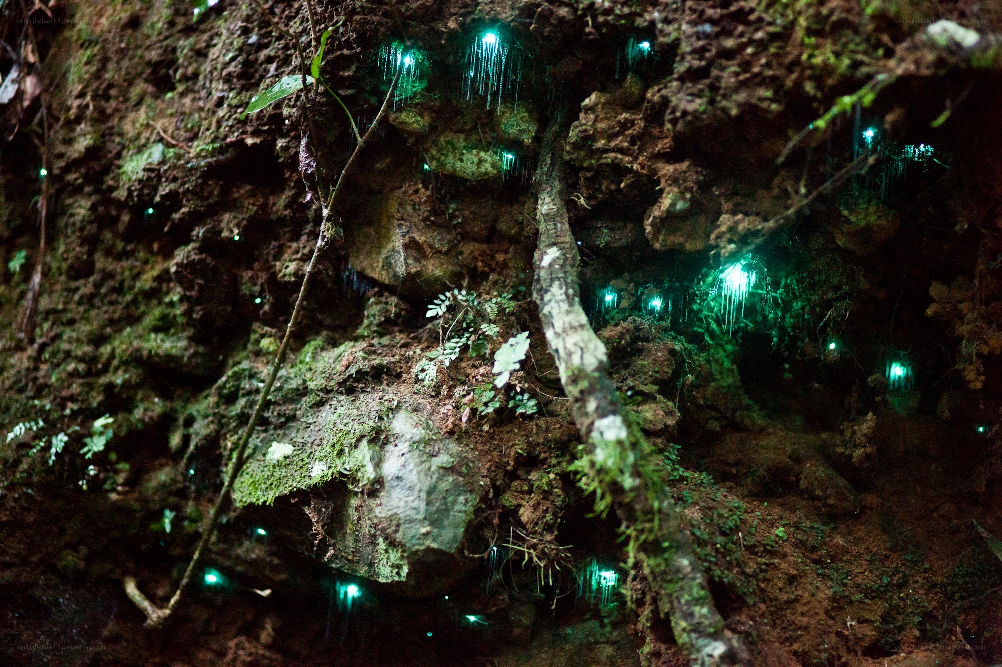 glowing fungi in a forest cave