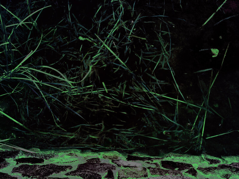 glowing grass at night