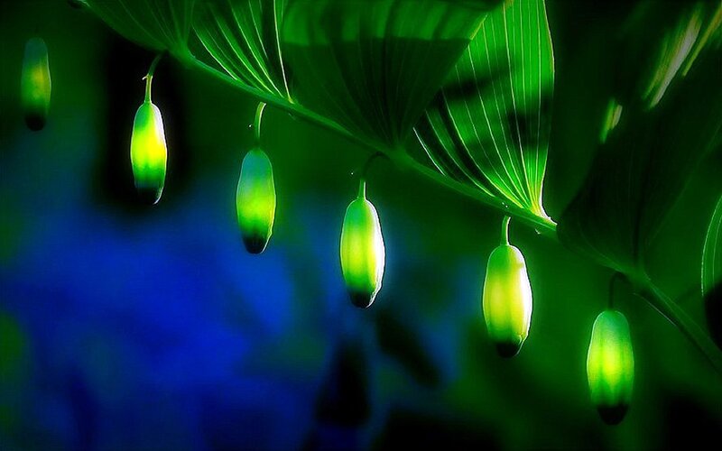 Glowing Green Berries