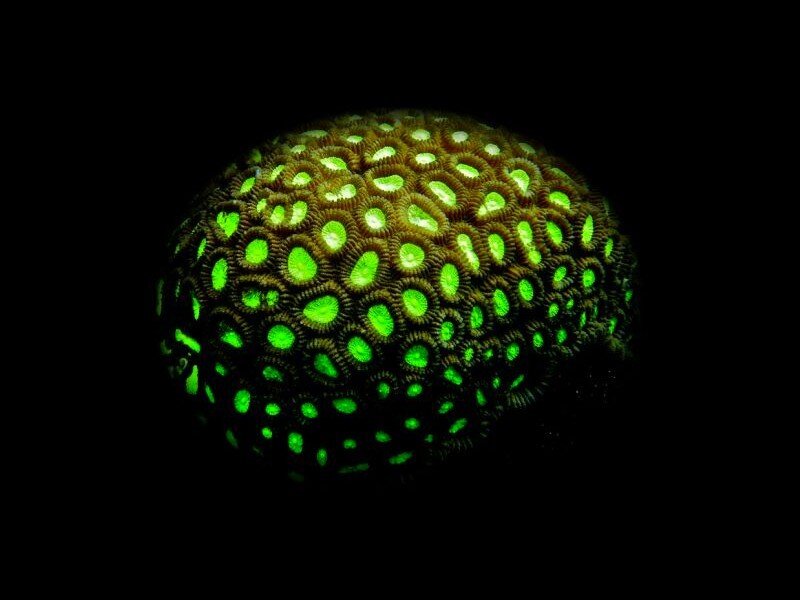 glowing green coral polyps