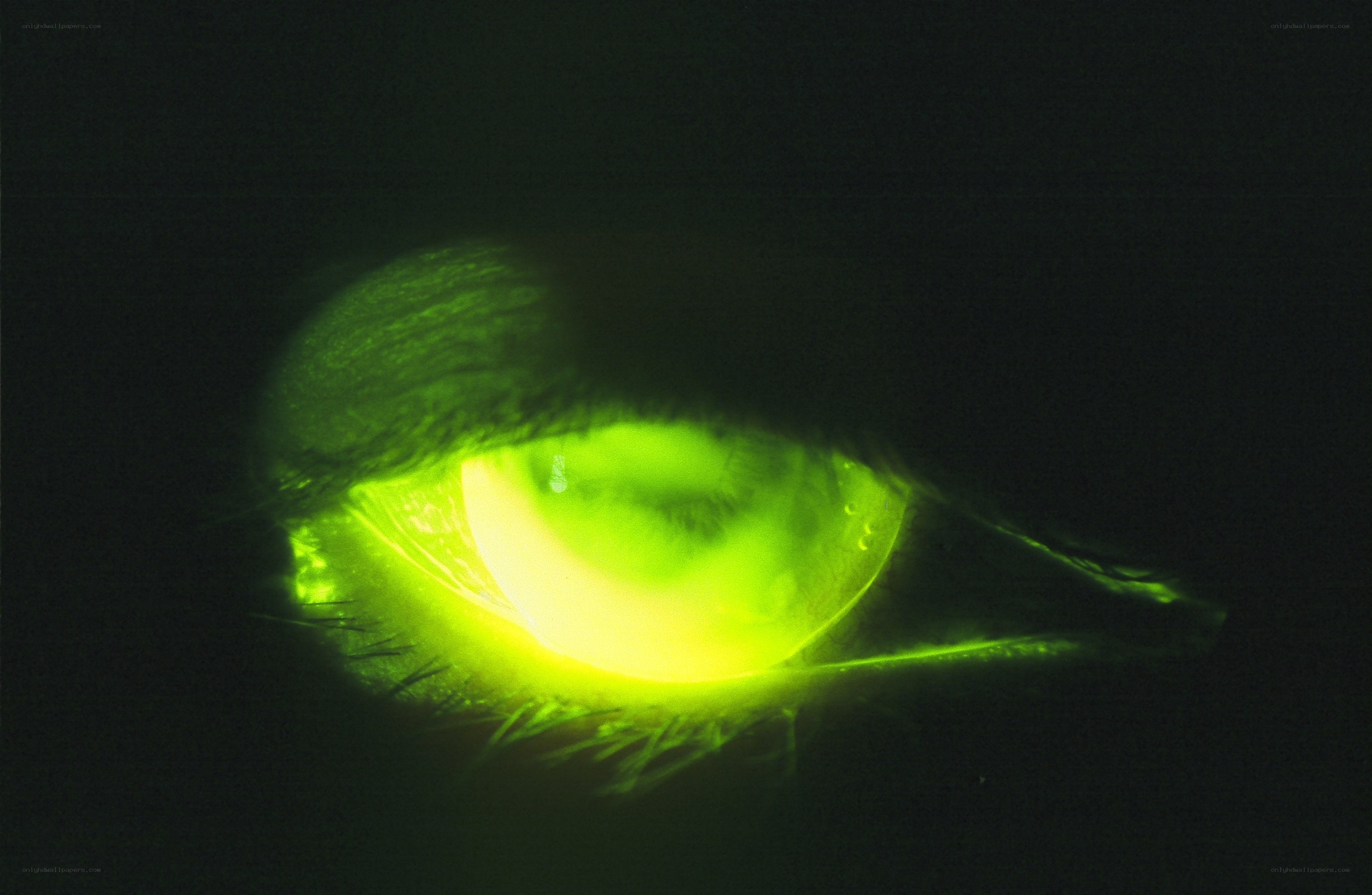 glowing green eye in darkness