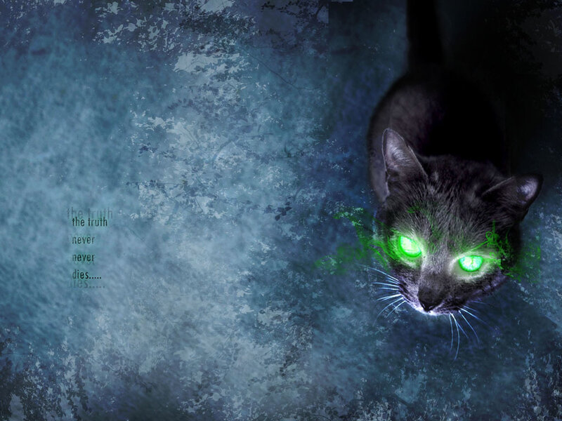 glowing green eyes cat