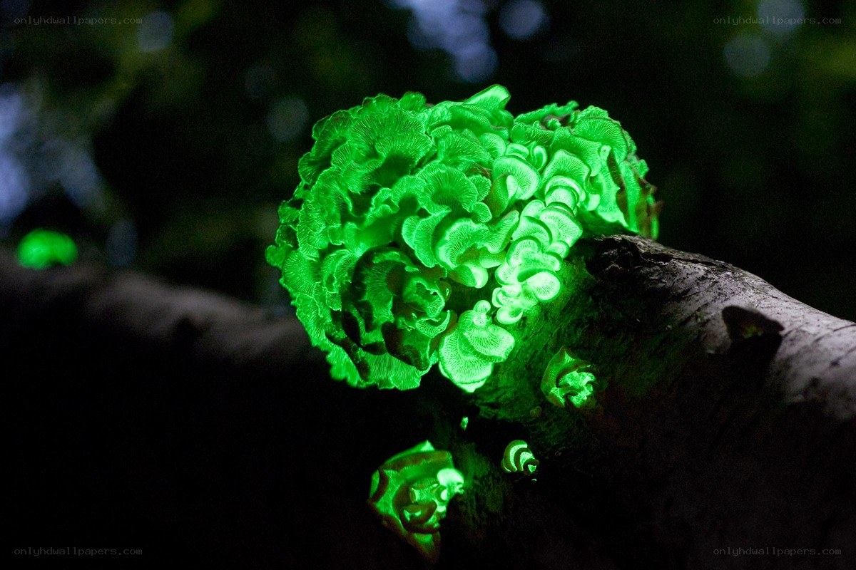 glowing green fungus on log