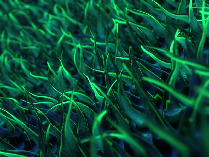 Glowing Green Grass