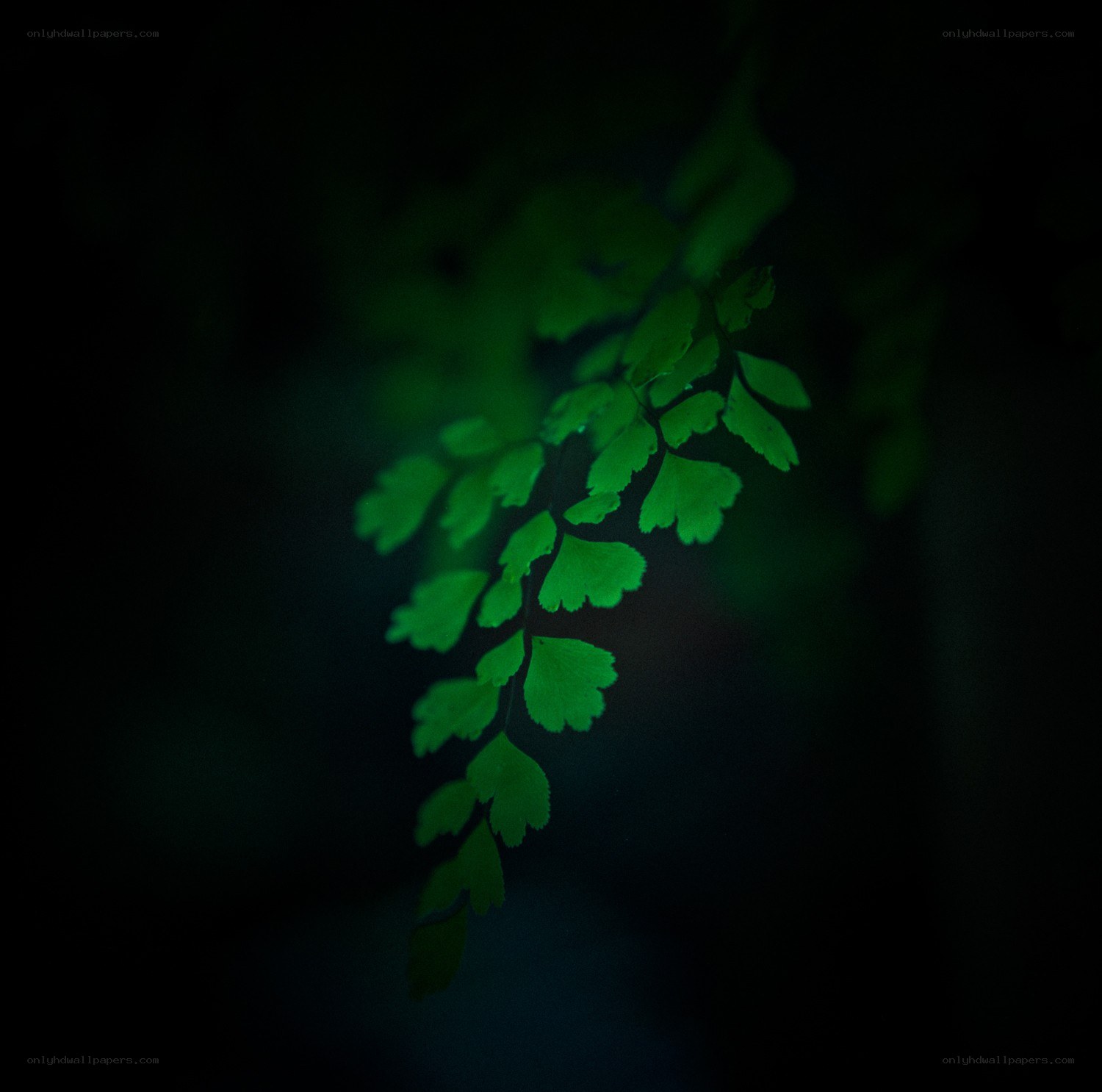 glowing green leaf in darkness