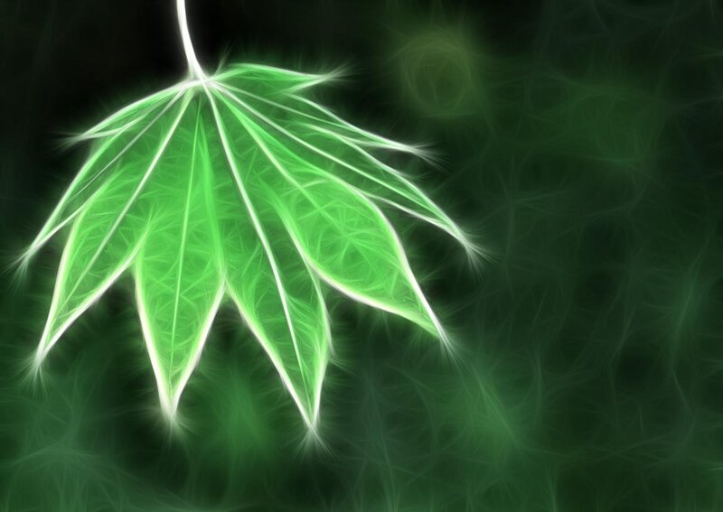 glowing green leaf