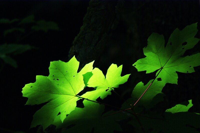 glowing green leaves in darkness