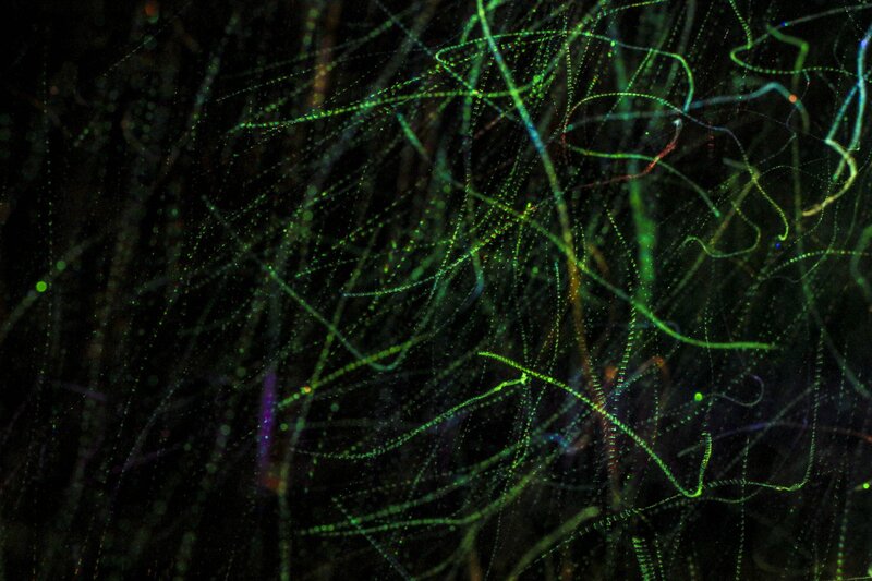 glowing green microorganisms