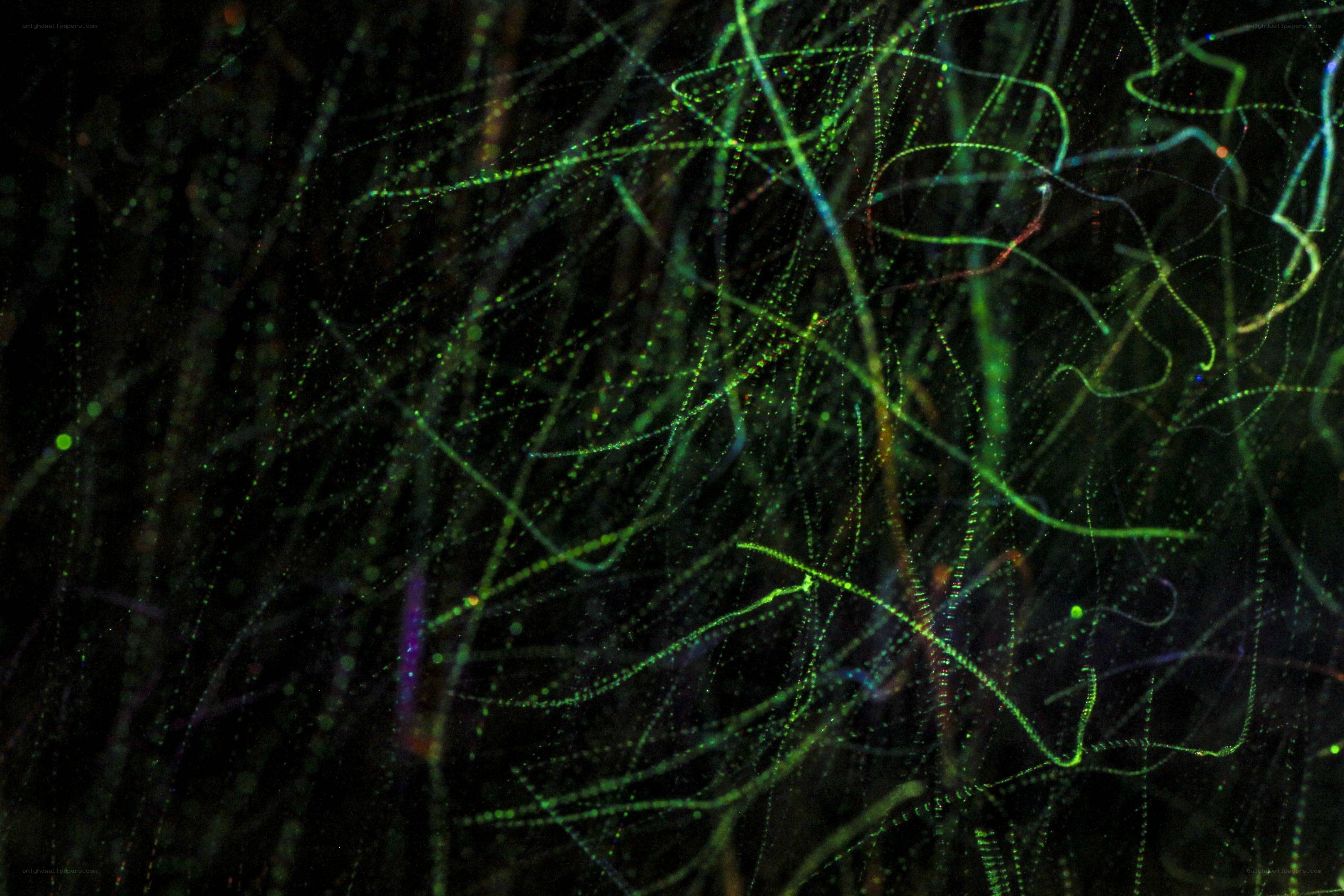 glowing green microorganisms