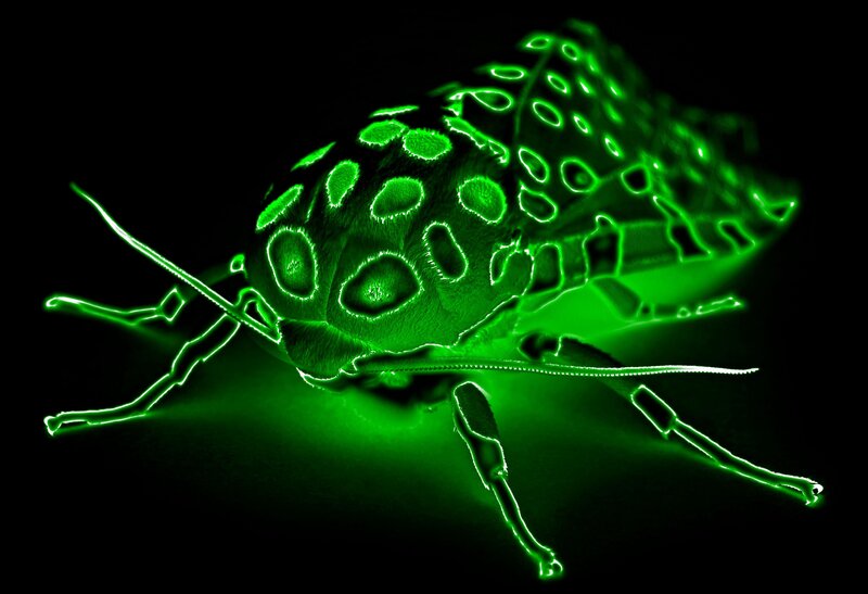 glowing green moth