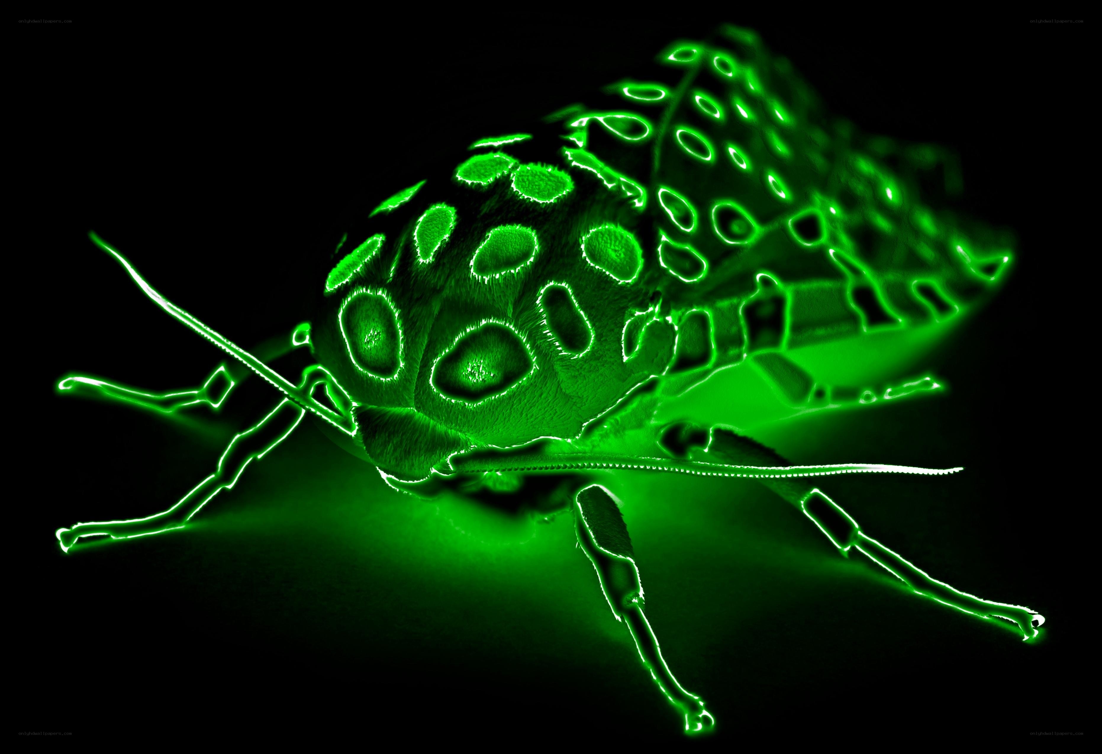 glowing green moth