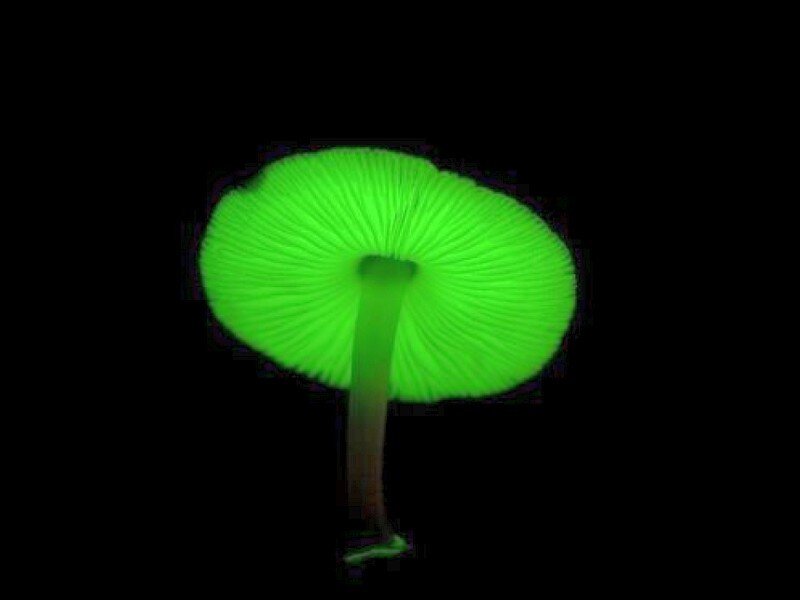 Glowing Green Mushroom