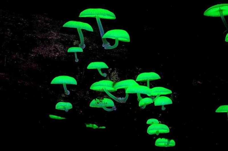 Glowing Green Mushrooms — Mysterious, Night