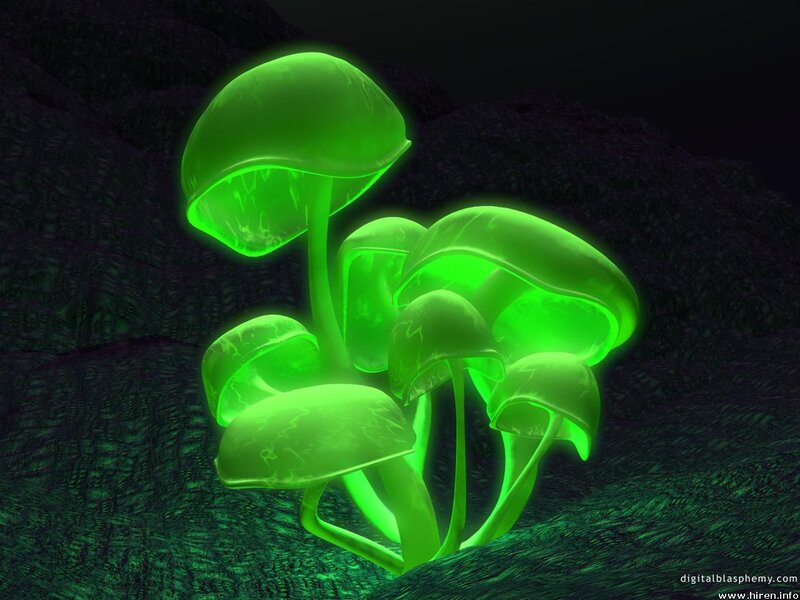 Glowing Green Mushrooms — Mysterious
