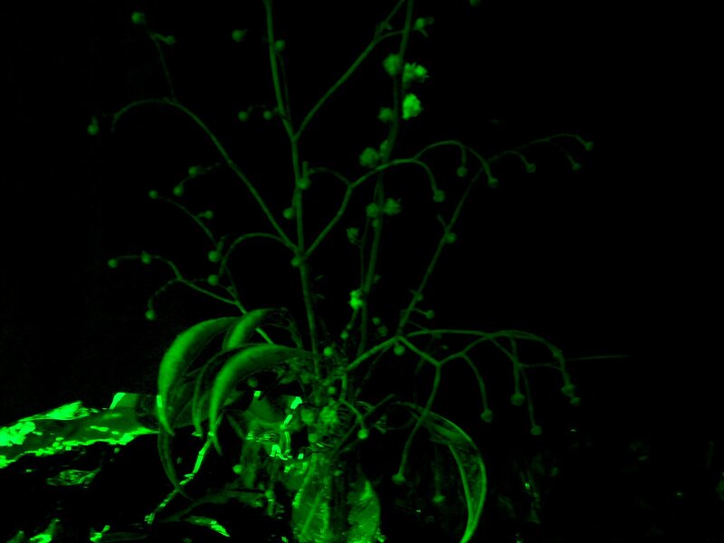 Glowing Green Plant