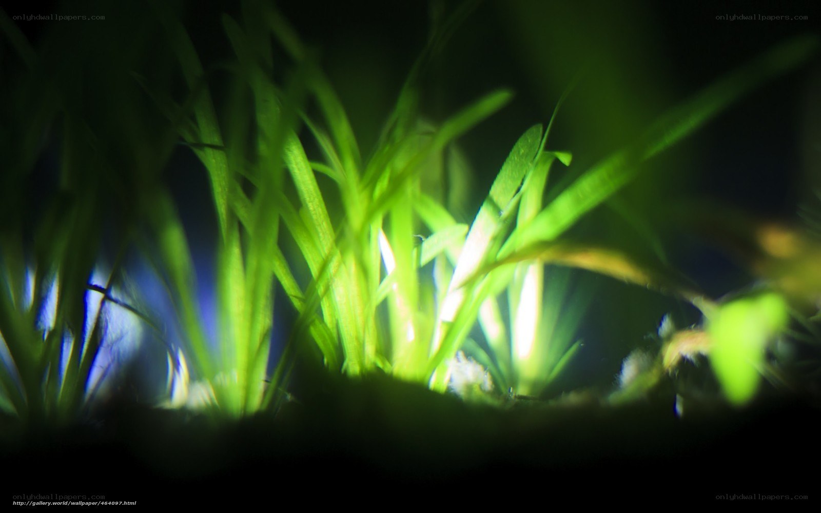 glowing green plants in dark