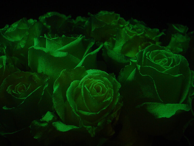 Glowing Green Roses