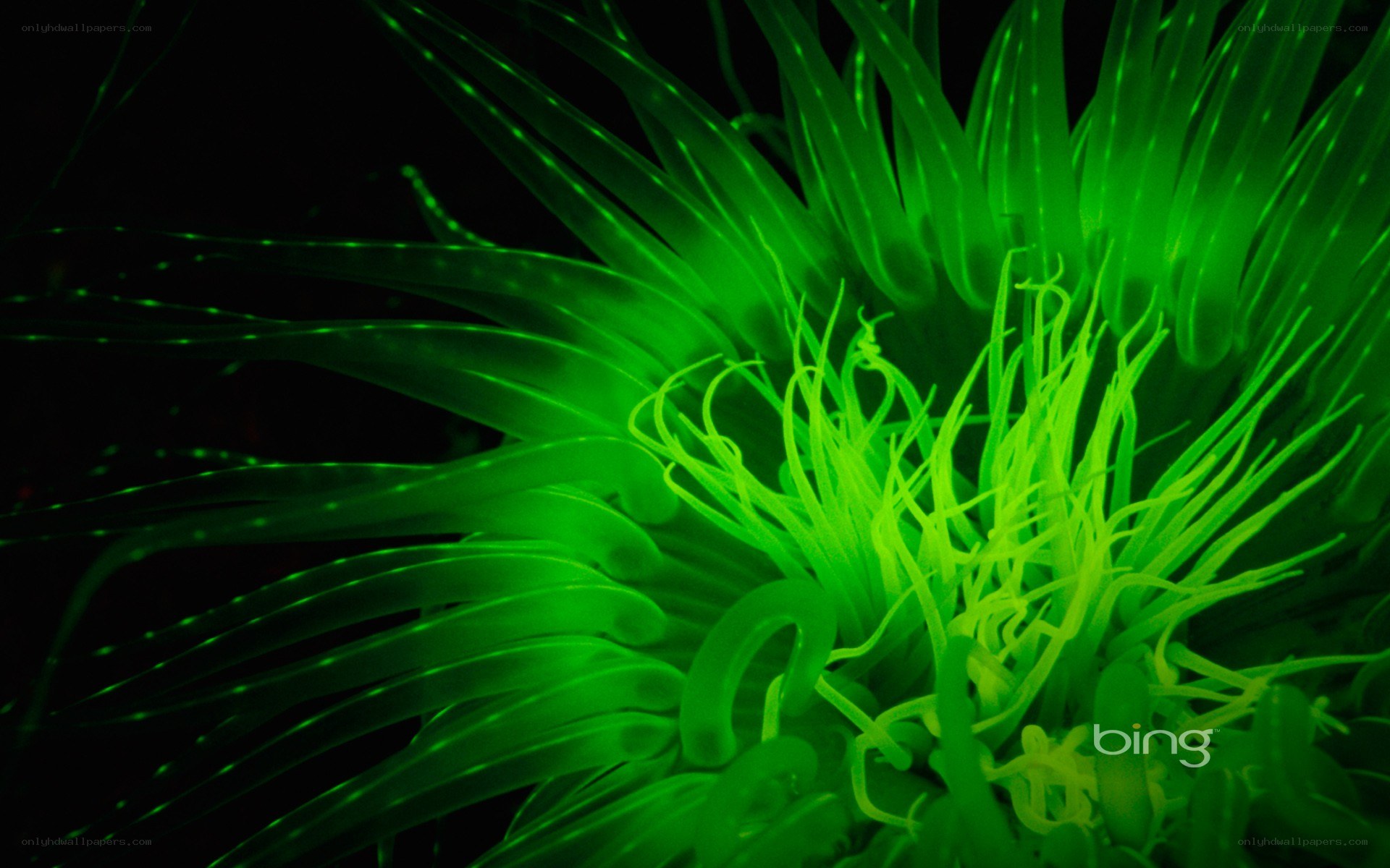glowing green sea anemone
