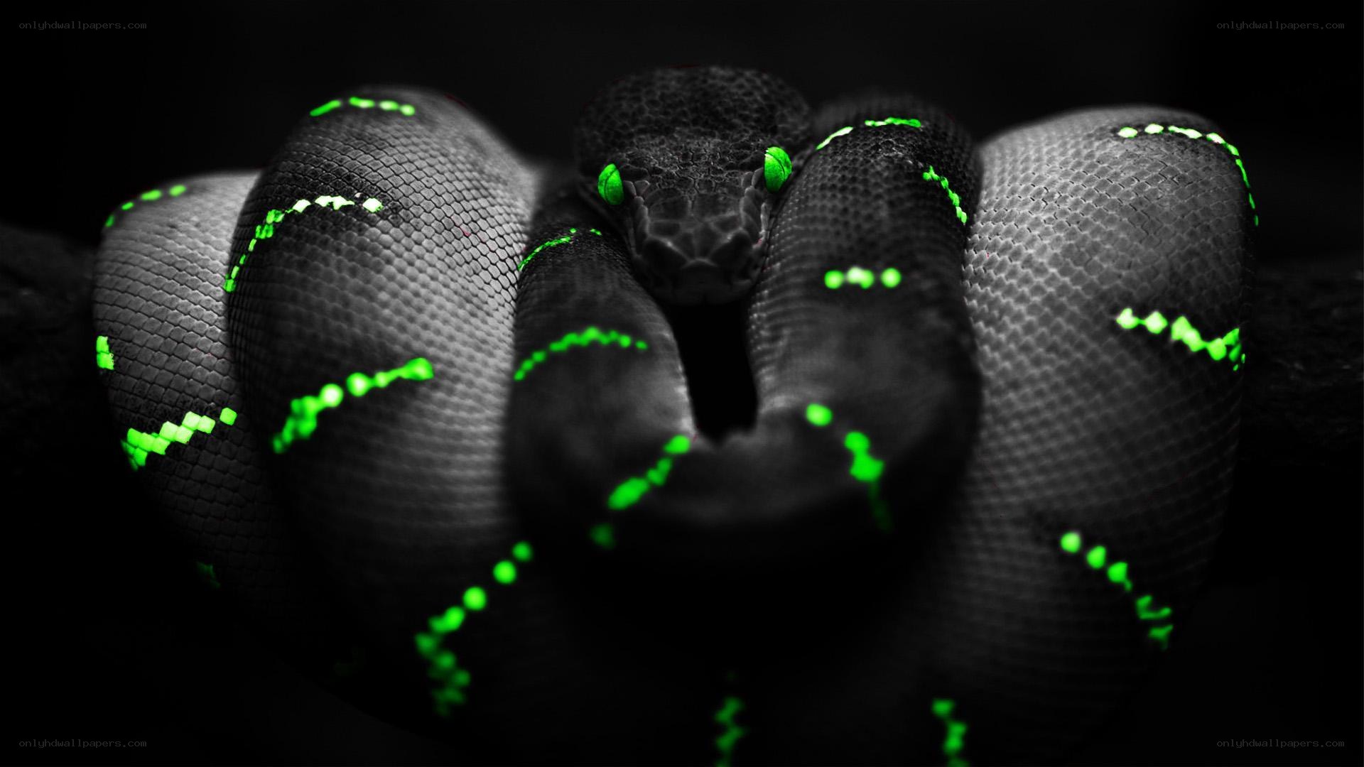 glowing green snake coiled