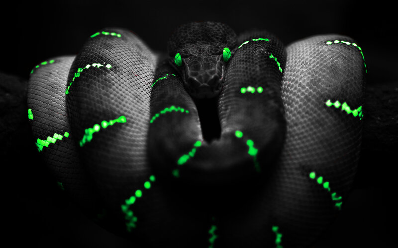 glowing green snake coiled