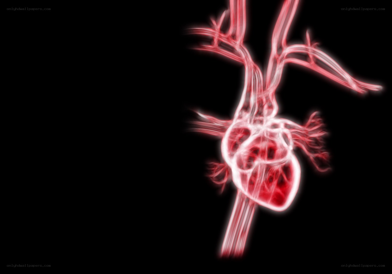 glowing heart anatomy