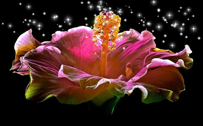 glowing hibiscus flower