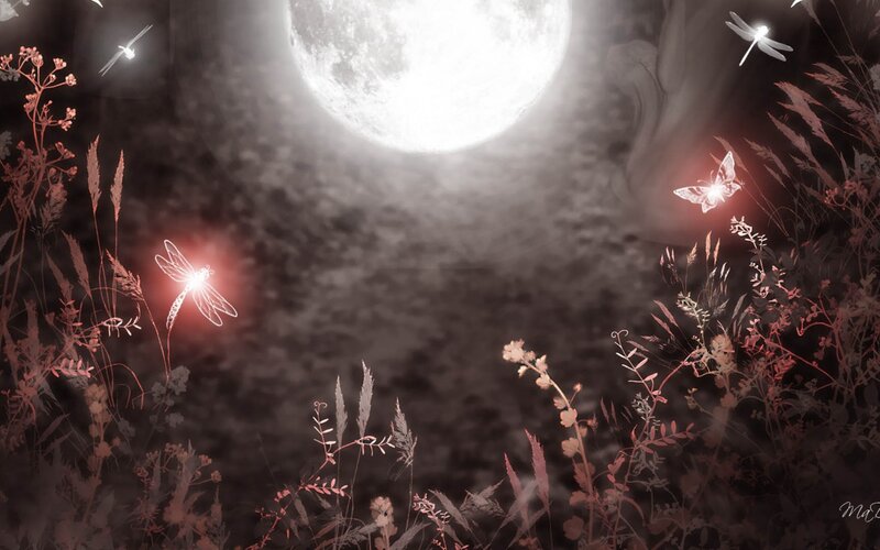 Glowing Insects in Field — Black, Serene, Night