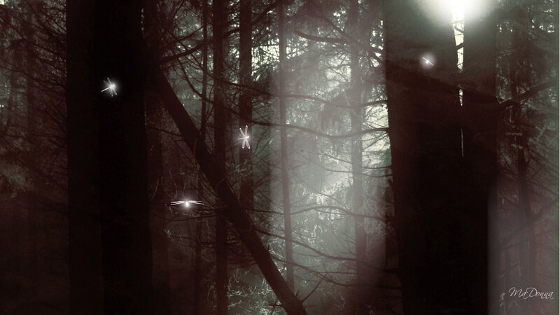 Glowing Insects in Forest
