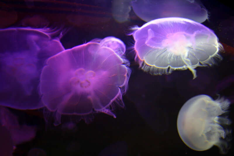 Glowing jellyfish in aquarium