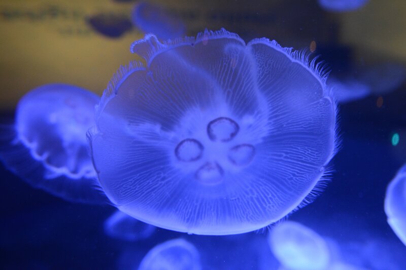 glowing jellyfish in blue light