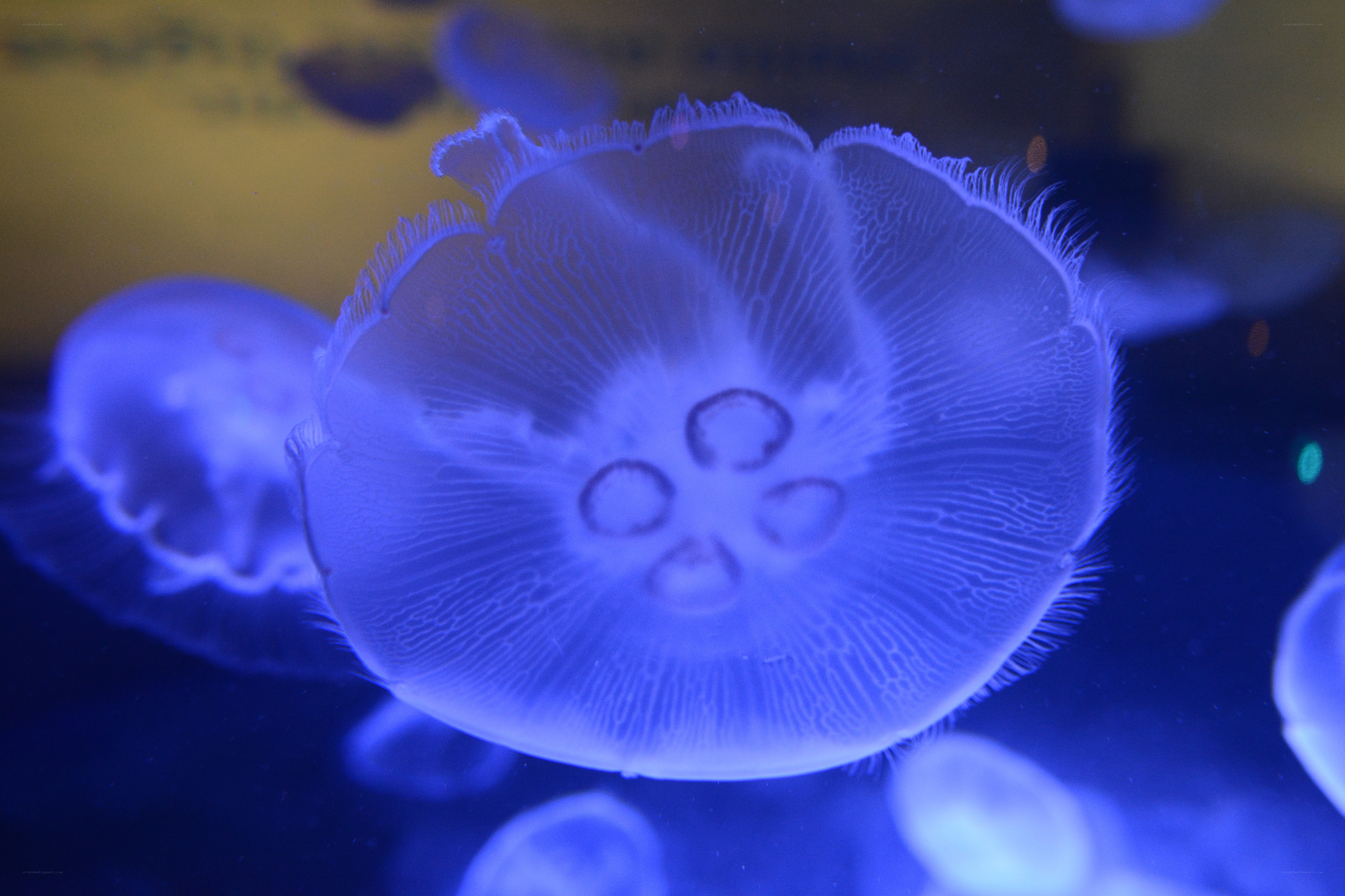 glowing jellyfish in blue light