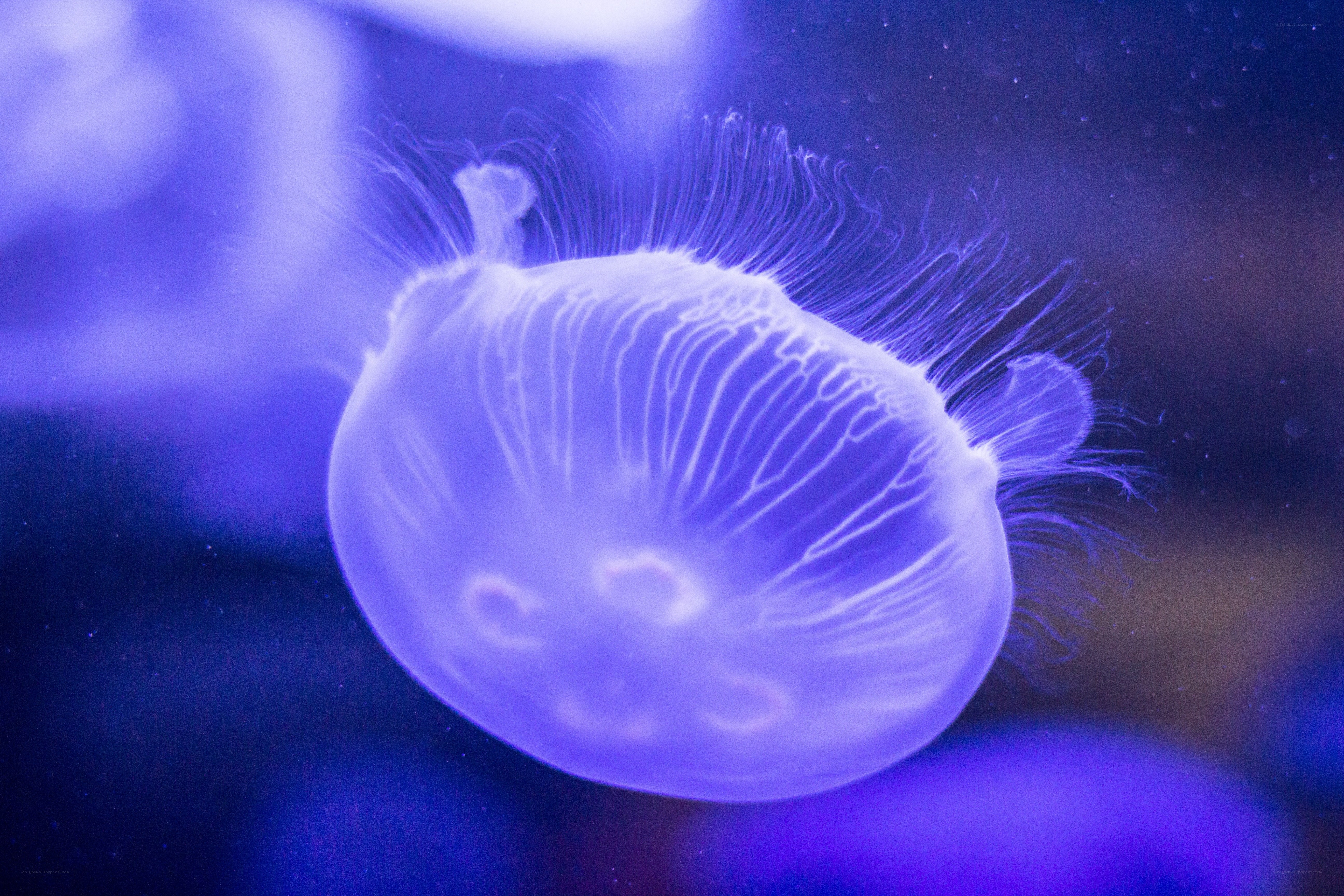 glowing jellyfish in blue light