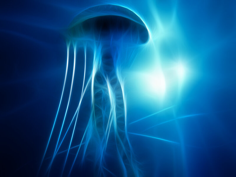 glowing jellyfish in blue water