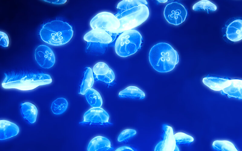 glowing jellyfish in blue water