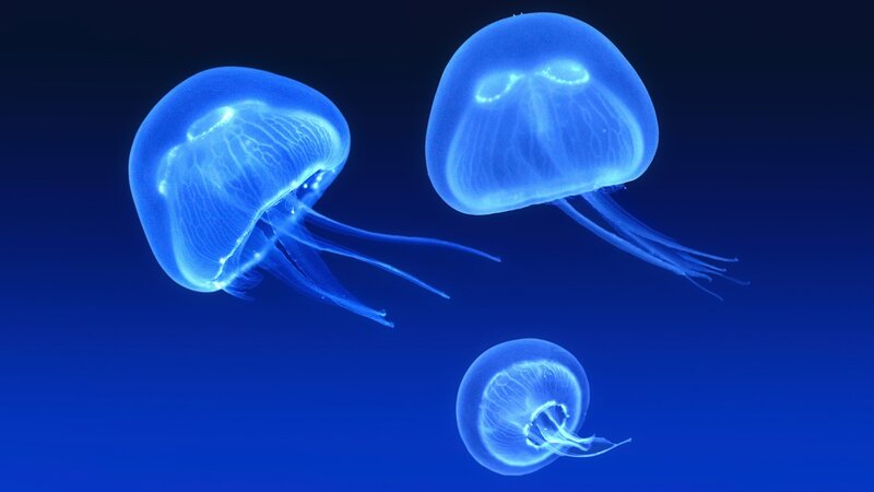 glowing jellyfish in blue water