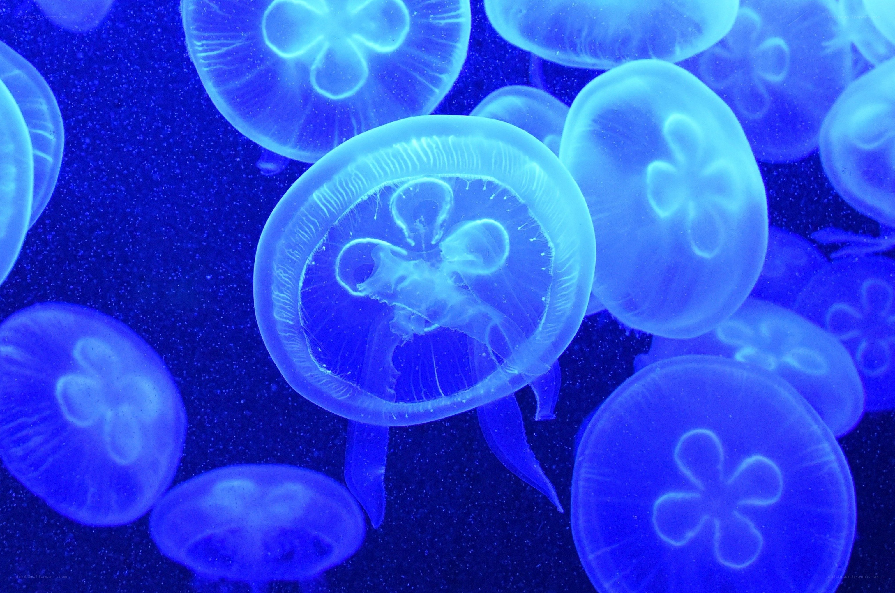 glowing jellyfish in blue water