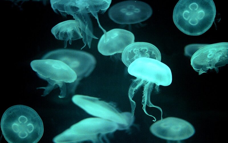 glowing jellyfish in dark water